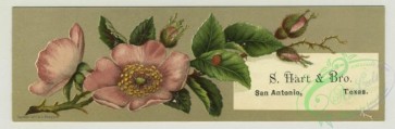 prang_cards_botanicals-00338 - 1412-Trade cards depicting flowers and the Long Island Railroad summer schedule for 1880 depicting ships, beaches, Block Island, Greenport, Long Beach, New 101699