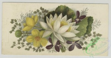 prang_cards_botanicals-00347 - 1509-Trade cards depicting flowers and a portrait of a child 102140