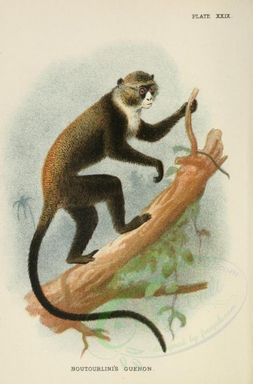 primates-00003 - BOUTOURLINI'S GUENON [2245x3400]