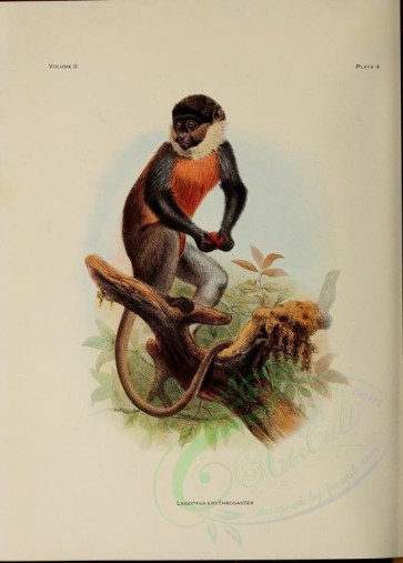 primates-00036 - White-throated guenon [3401x4748]