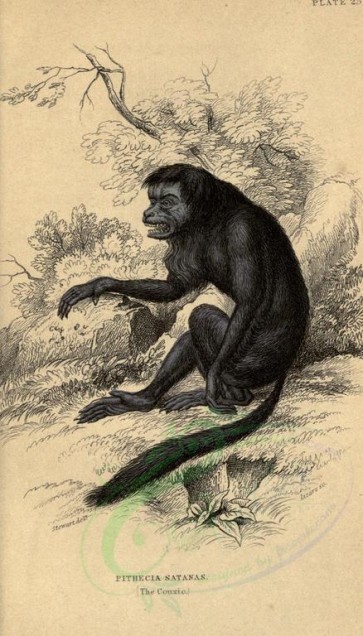 primates-00047 - Couxio [1614x2830]
