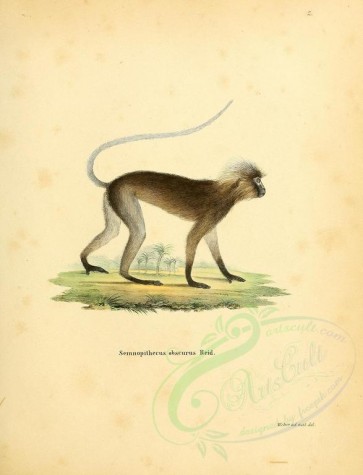 primates-00212 - Semnopithecus obscurus (Latin) [2336x3053]