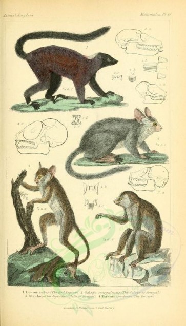 primates-00263 - Red Lemur, Galago of Senegal, Sloth of Bengal, Tarsier [1826x3199]