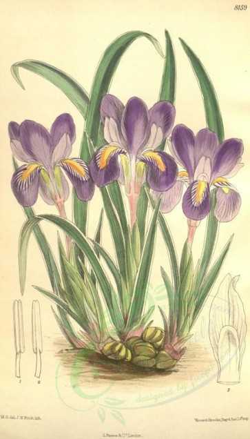 purple_flowers-00180 - 8159-iris verna [2021x3542]
