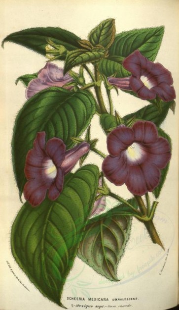 purple_flowers-00317 - scheeria mexicana coerulescens [2190x3775]