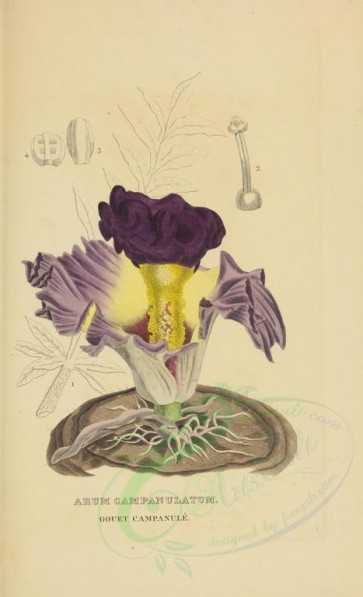 purple_flowers-00595 - arum campanulatum [2929x4812]