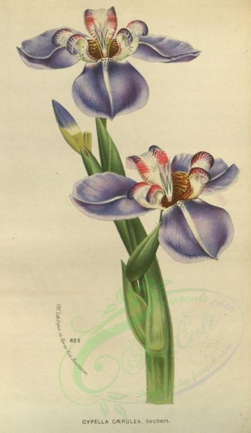 purple_flowers-00600 - cypella caerulea [2071x3572]
