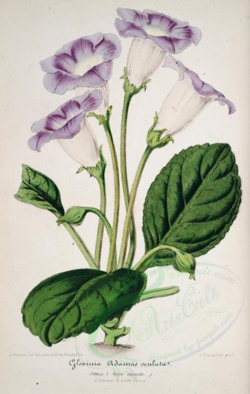 purple_flowers-00622 - gloxinia adamas oculata [3842x6050]