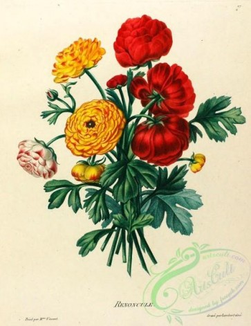 ranunculus-00279 - Ranunculus