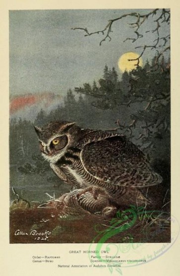 raptors-00051 - Great Horned Owl