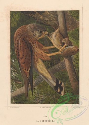 raptors-00127 - Common, Lesser Cape Verde or Greater Cape Verde Kestrel, falco tinnunculus