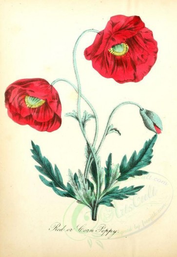 red_flowers-00005 - Red or Corn Poppy [1856x2693]