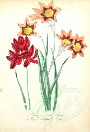 red_flowers-00007 - Three-colored Ixia, Cup-shaped Ixia [1856x2693]