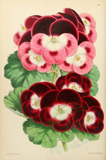 red_flowers-00014 - Pelargoniums, Milton and Negress [1946x2917]