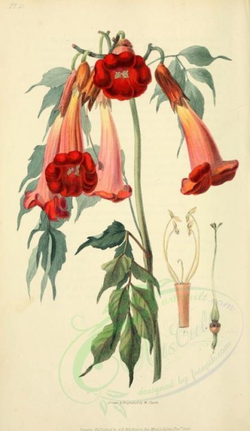 red_flowers-00028 - 21-Ash-leaved Trumpet-flower - bignonia radicans [2001x3450]