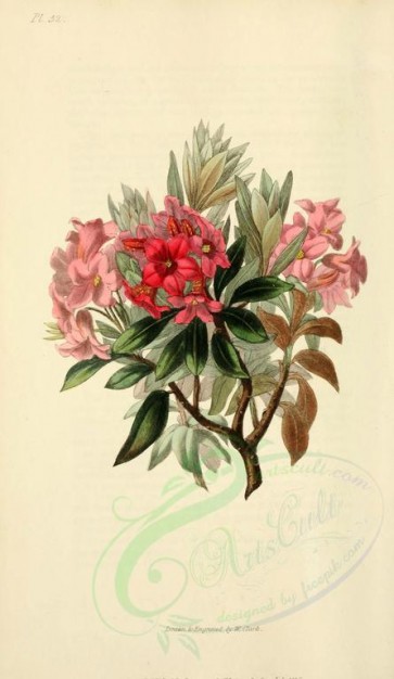 red_flowers-00031 - 52-Rust-leaved Rose-bay - rhododendron ferrugineum [2001x3450]