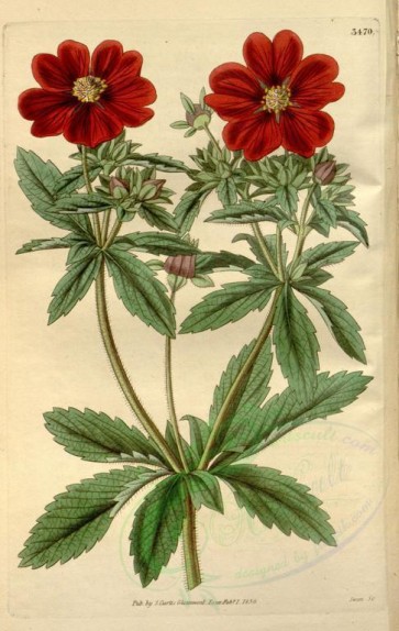 red_flowers-00079 - 3470-potentilla atro-sanguinea hybrida russelliana, Mr Russel's hybrid variety of Deep Blood-coloured Cinquefoil [2149x3390]