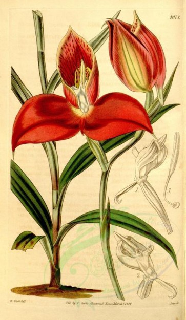 red_flowers-00082 - 4073-disa grandiflora, Large-flowered Disa [1997x3432]