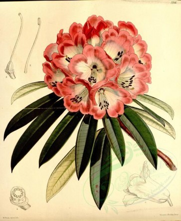 red_flowers-00099 - 5311-rhododendron arboreum limbatum, Tree Rhododendron broad-zoned variety [3332x4066]