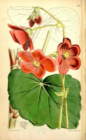 red_flowers-00110 - 5675-begonia clarkei, Major Trevor Clarke's Begonia [2252x3679]