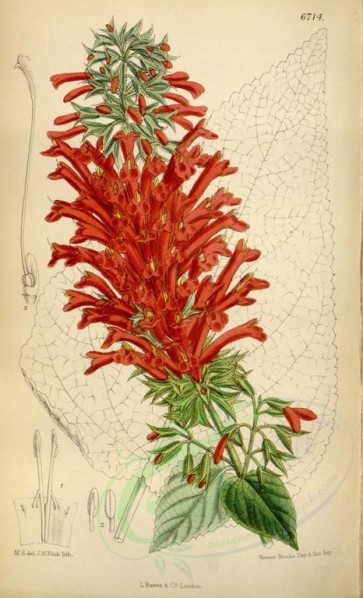 red_flowers-00141 - 6714-salvia boliviana [2235x3679]