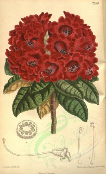 red_flowers-00173 - 7696-rhododendron arboreum kingianum [2169x3566]
