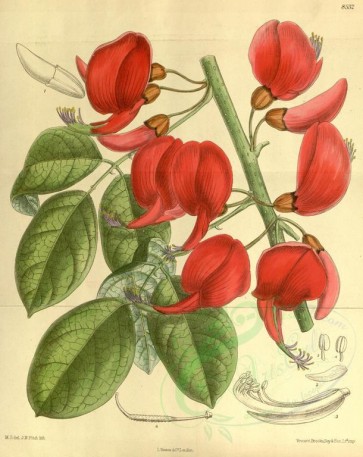 red_flowers-00203 - 8532-erythrina pulcherrima [3405x4284]
