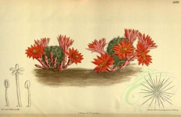 red_flowers-00205 - 8583-echinocactus minusculus [3300x2147]