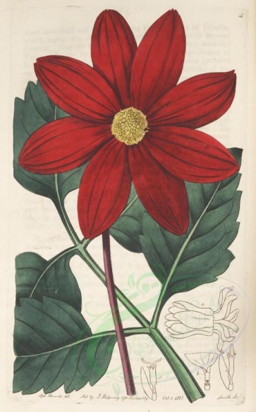red_flowers-00291 - 055-dahlia superflua, Crimson fertile-rayed Dahlia [3095x4982]