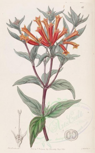 red_flowers-00518 - 037-bouvardia triphylla splendens, Scarlet Bouvardia [2710x4354]