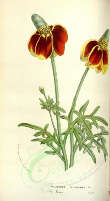 red_flowers-00531 - obeliscaria pulcherrima [2027x3675]