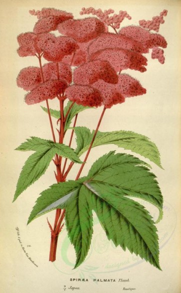 red_flowers-00637 - spiraea palmata [2301x3705]