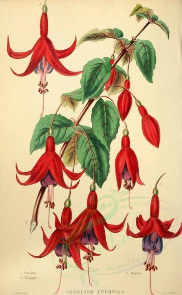 red_flowers-00852 - fuchsia striata, fuchsia unique, fuchsia duplex [2528x4078]