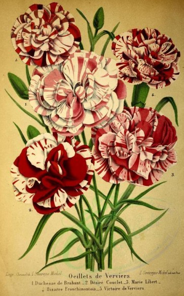 red_flowers-00865 - oeillet [2810x4514]