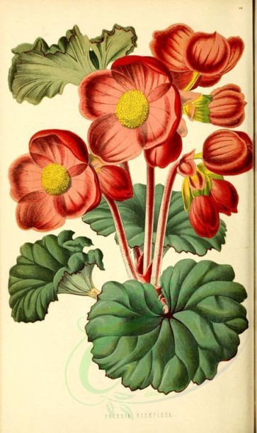 red_flowers-00921 - begonia rosaeflora [1881x3166]