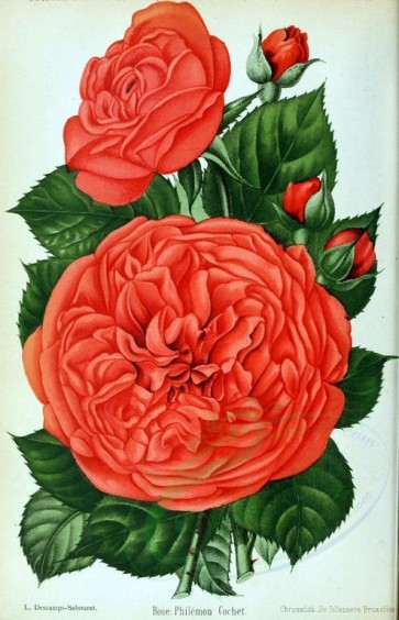 red_flowers-01159 - 010-Rose - Philemon Cochet [2592x4028]