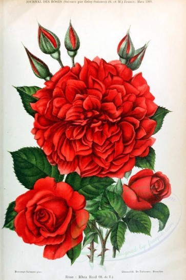 red_flowers-01164 - 001-Rose - Rhea Reid [2033x3053]