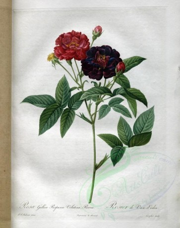 red_flowers-01177 - rosa gallica purpurea velutina parva [3400x4300]
