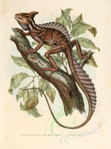 reptiles_and_amphibias-00129 - basiliscus mitratus [2406x3223]