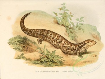 reptiles_and_amphibias-00147 - cyclodes scincoides [3198x2416]