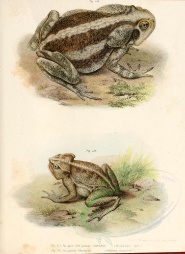 reptiles_and_amphibias-00151 - docidophryne agva, otilophus marguritifer [2406x3304]