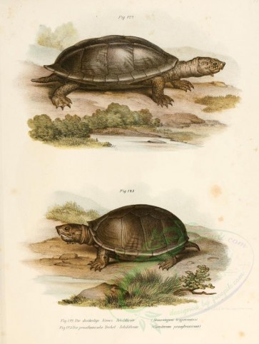 reptiles_and_amphibias-00204 - staurotypus tryporcalus, cinosternon pensylvanicum [2416x3208]