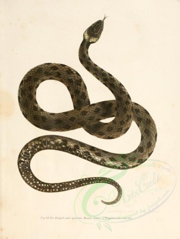 reptiles_and_amphibias-00214 - tropidonotus natrix [2416x3208]