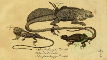 reptiles_and_amphibias-00225 - lacerta agama, iguana cordylina [3538x1988]