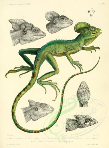 reptiles_and_amphibias-00279 - chamaeleo calyptratus [2468x3352]