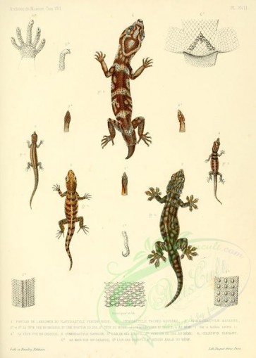 reptiles_and_amphibias-00284 - geckotiens [2453x3435]