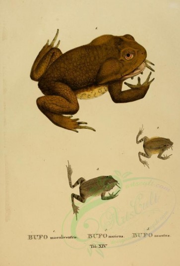 reptiles_and_amphibias-00294 - bufo maculiventris, bufo naricus, bufo nasutus [2634x3897]