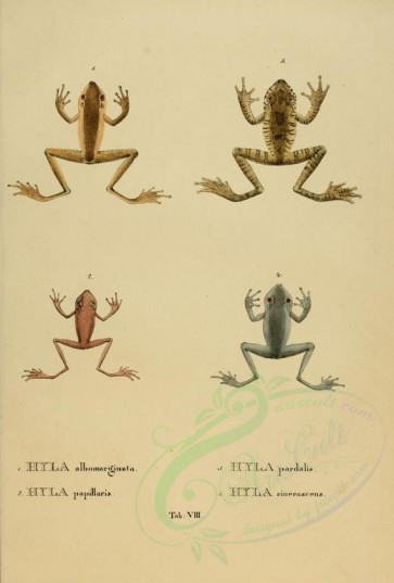 reptiles_and_amphibias-00309 - hyla albomarginata, hyla papillaris, hyla pardalis, hyla cinerascens [2634x3897]