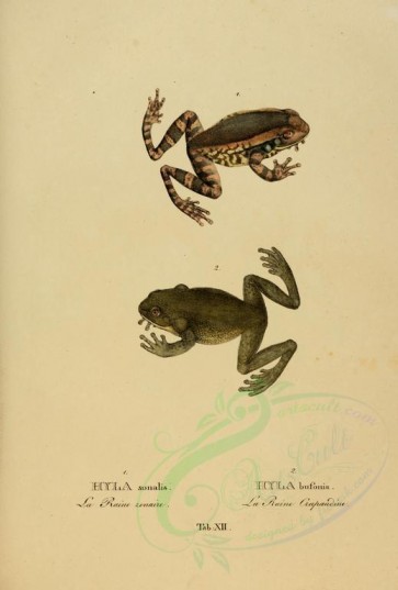 reptiles_and_amphibias-00313 - hyla sonalis, hyla bufonia [2634x3897]