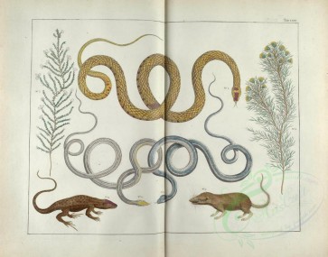 reptiles_and_amphibias-00444 - 063-serpens, lacerta, mus, abrotanum, frutex [6998x5493]